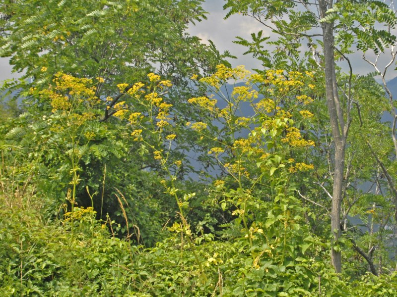 pianta alta con dei fiori gialli - Opopanax chironium